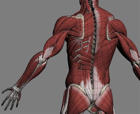 myulsclms|muscles 3d anatomy.